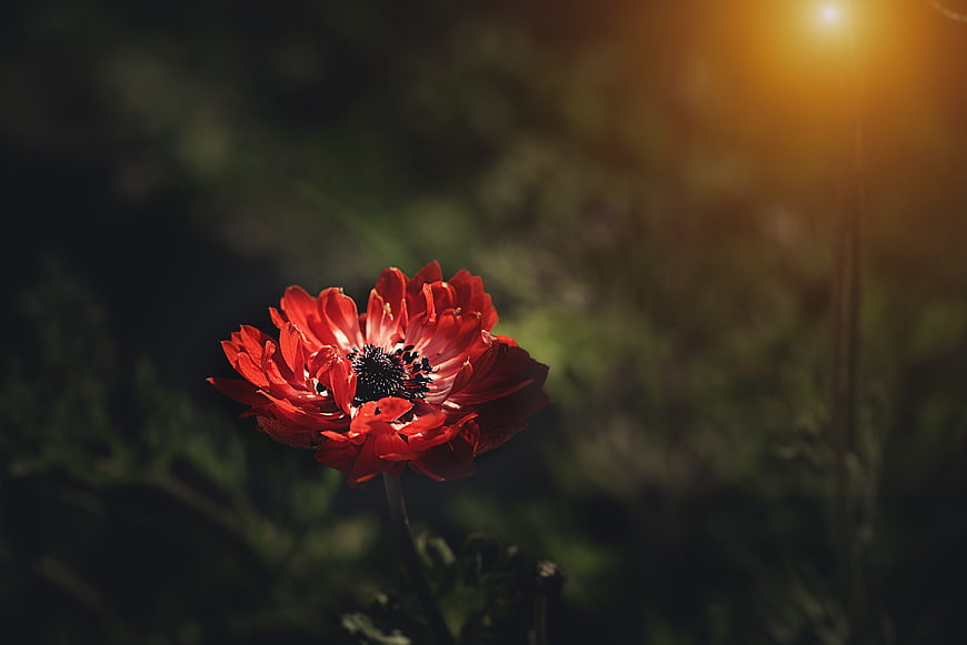 Vibrant Red Anemone Flower Backlit by Golden Sunlight