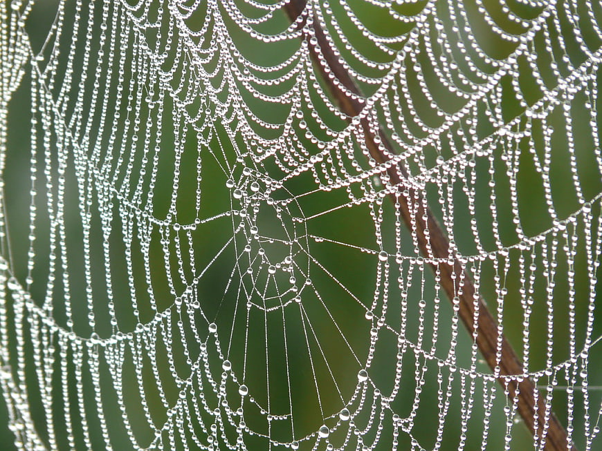 Close-up of spider web covered in morning dew drops