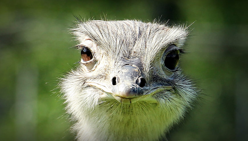 Close-up portrait of a smiling nandu bird head with soft feathers