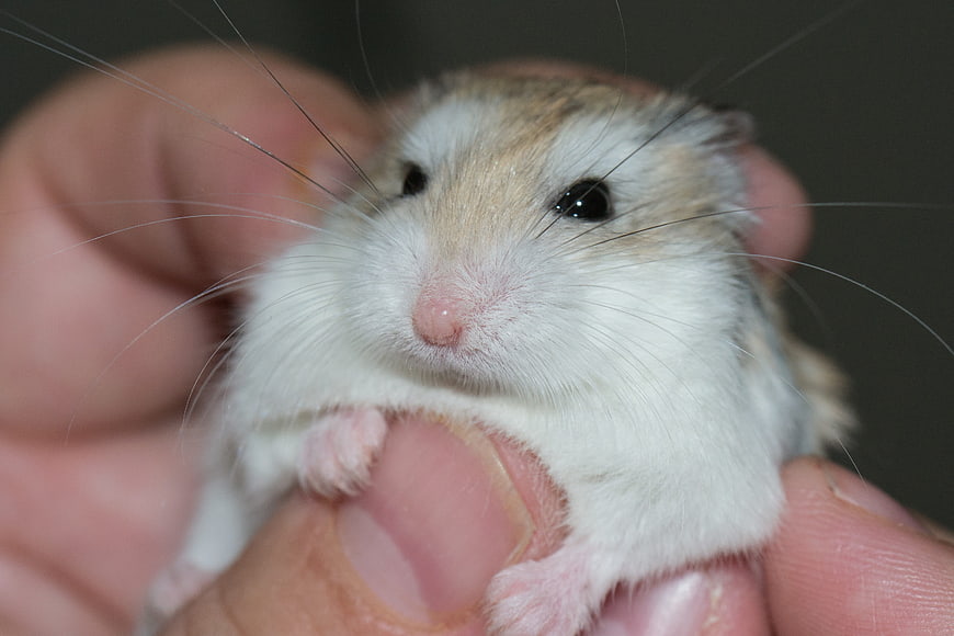 Cute Roborovski Hamster Held in Human Palm Close-Up