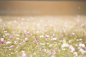 Soft Focus Pink and White Cosmos Flower Field in Sunlight