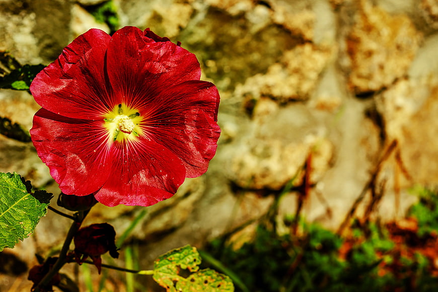 Vibrant Red Hollyhock Flower Against Blurred Stone Wall