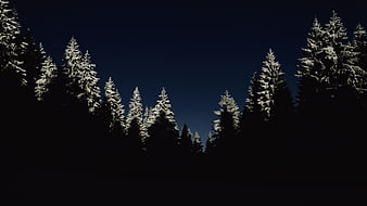 Snow-Covered Pine Trees Against Dark Night Sky