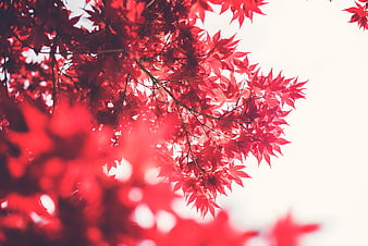 Vibrant red maple leaves against a bright white sky background