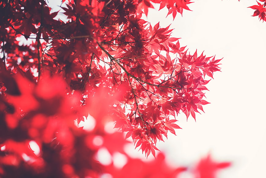 Vibrant red maple leaves against a bright white sky background