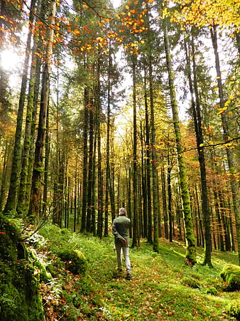 Man Walking Through Mossy Autumn Forest Path