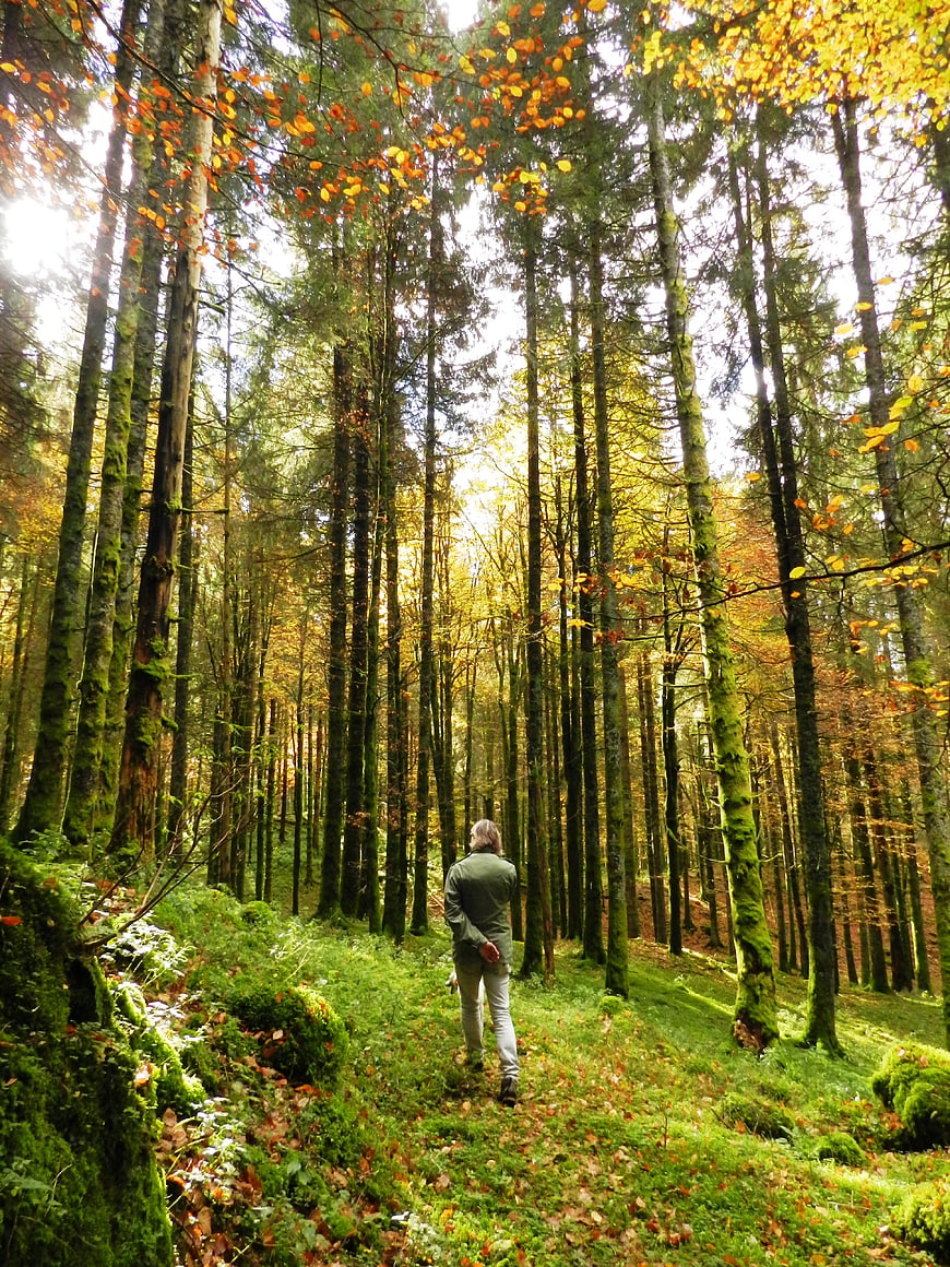 Man Walking Through Mossy Autumn Forest Path