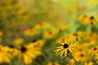 Yellow Black-Eyed Susan Flower in Focus with Blurred Background