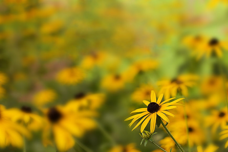 Yellow Black-Eyed Susan Flower in Focus with Blurred Background