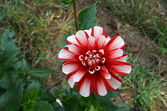 Close-up of a red and white striped dahlia flower