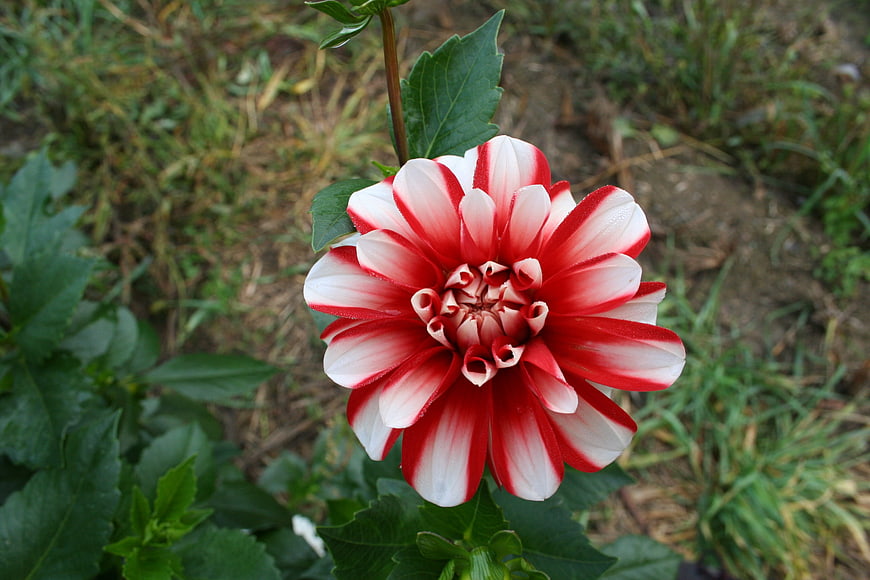 Close-up of a red and white striped dahlia flower