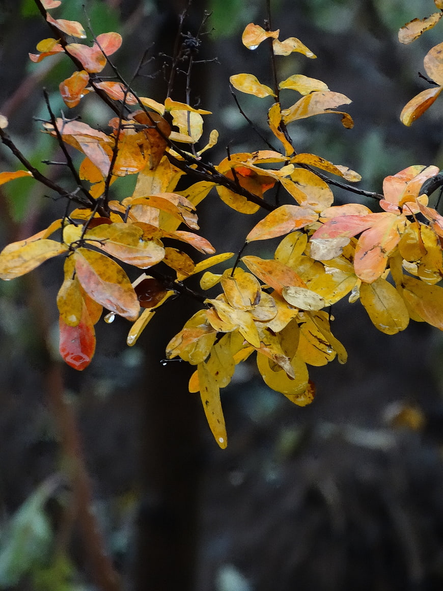 Wet Yellow and Orange Autumn Leaves on Branch