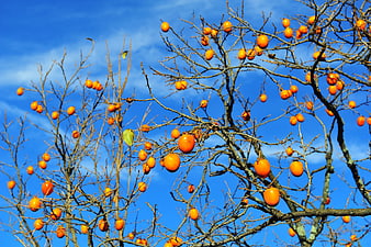 Persimmon Tree With Ripe Orange Fruit Against Blue Sky