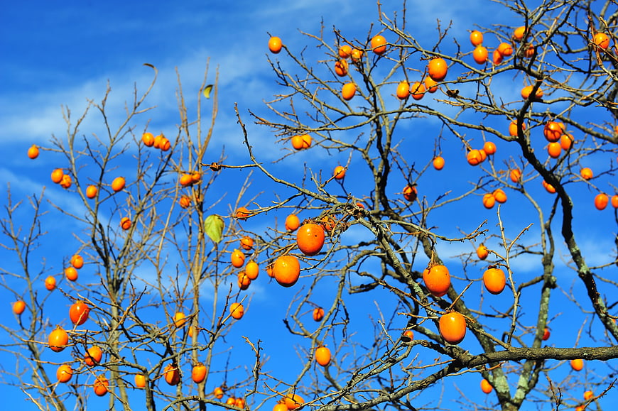 Persimmon Tree With Ripe Orange Fruit Against Blue Sky