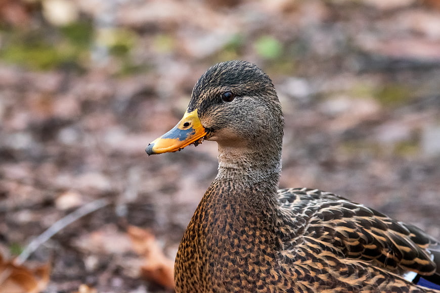 Close-up portrait of a female mallard duck in autumn