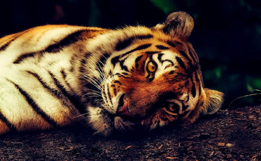 Close-up of a resting tiger lying on the ground