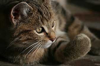 Close-up Portrait of a Brown Tabby Cat Lying Down