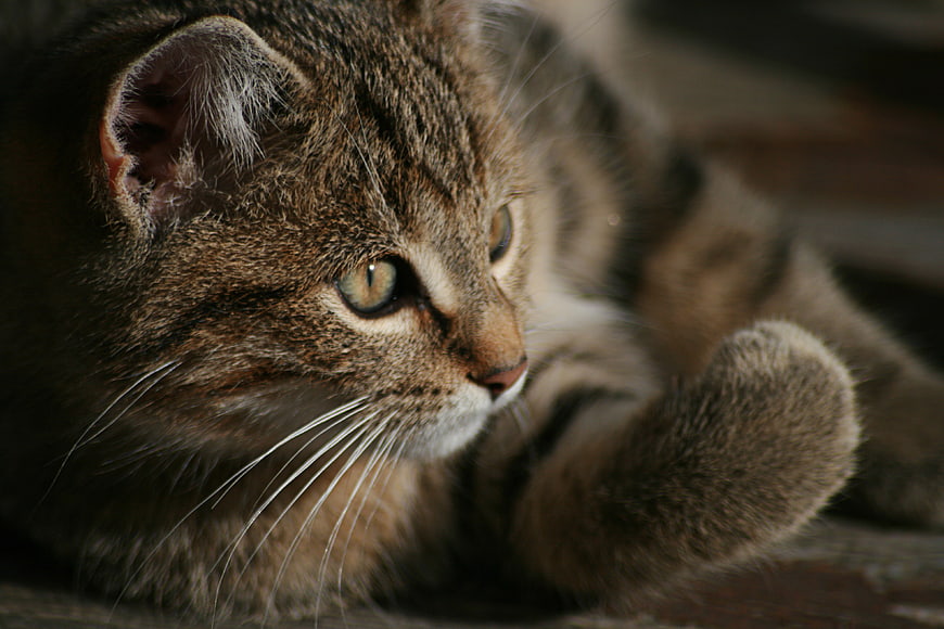 Close-up Portrait of a Brown Tabby Cat Lying Down