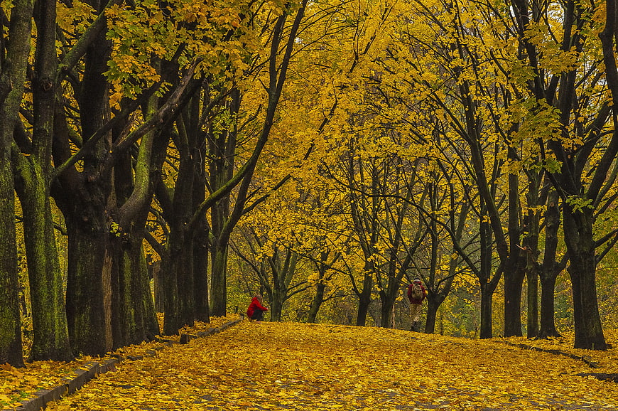 Vibrant yellow autumn leaves carpeting a park path
