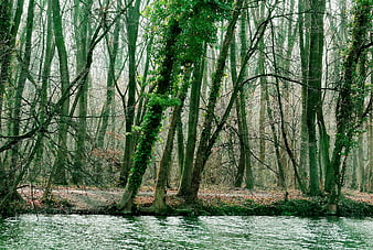 Misty forest riverbank with ivy-covered trees in winter