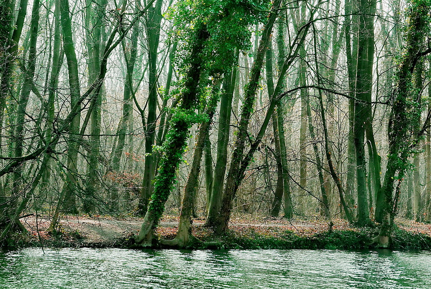 Misty forest riverbank with ivy-covered trees in winter
