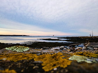 Lichen-covered rocks on a rocky coastline at dusk