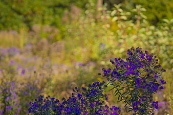 Vibrant Purple Wildflowers in a Sunlit Meadow