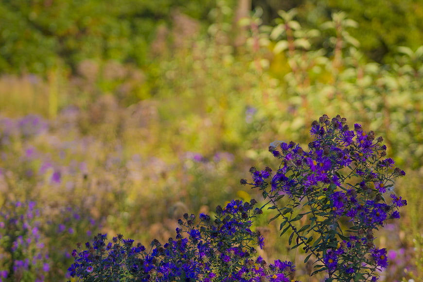 Vibrant Purple Wildflowers in a Sunlit Meadow