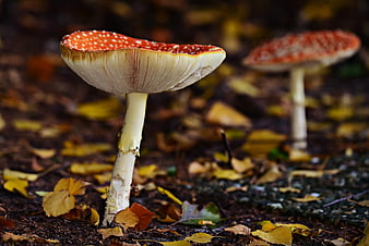 Red Fly Agaric Mushroom Growing In Autumn Forest