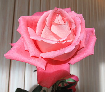 Close-up of a vibrant pink rose against a blurred background