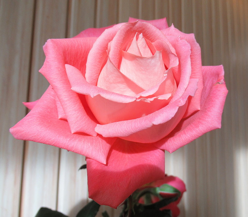 Close-up of a vibrant pink rose against a blurred background