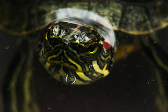 Close-up of a Red-Eared Slider Turtle Head Underwater