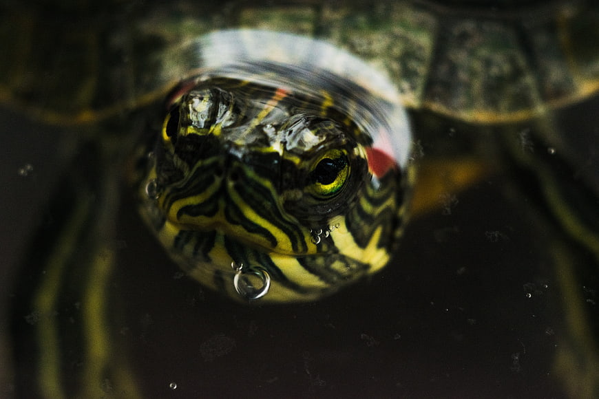 Close-up of a Red-Eared Slider Turtle Head Underwater