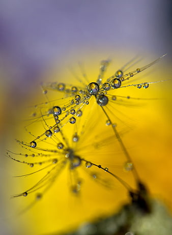 Macro photography of dandelion seeds with water droplets