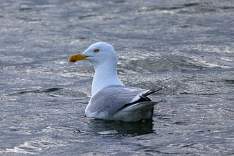 Seagull floating on rippling ocean water