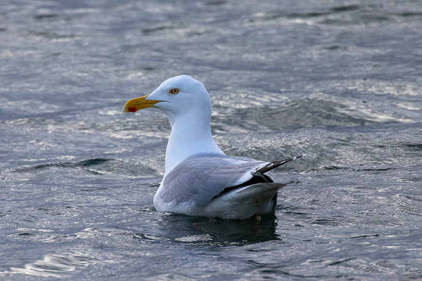 Seagull floating on rippling ocean water