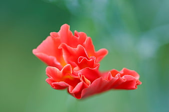 Vibrant Red Poppy Flower Close-Up on Green Background