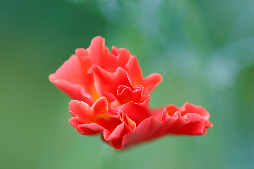 Vibrant Red Poppy Flower Close-Up on Green Background