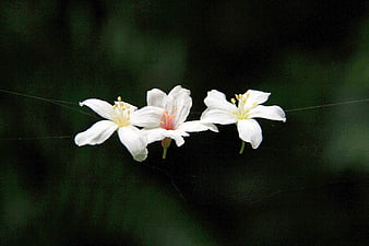White Tung Oil Flowers Floating On Spider Silk Against Dark Green Background