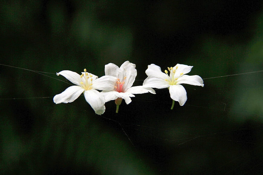 White Tung Oil Flowers Floating On Spider Silk Against Dark Green Background