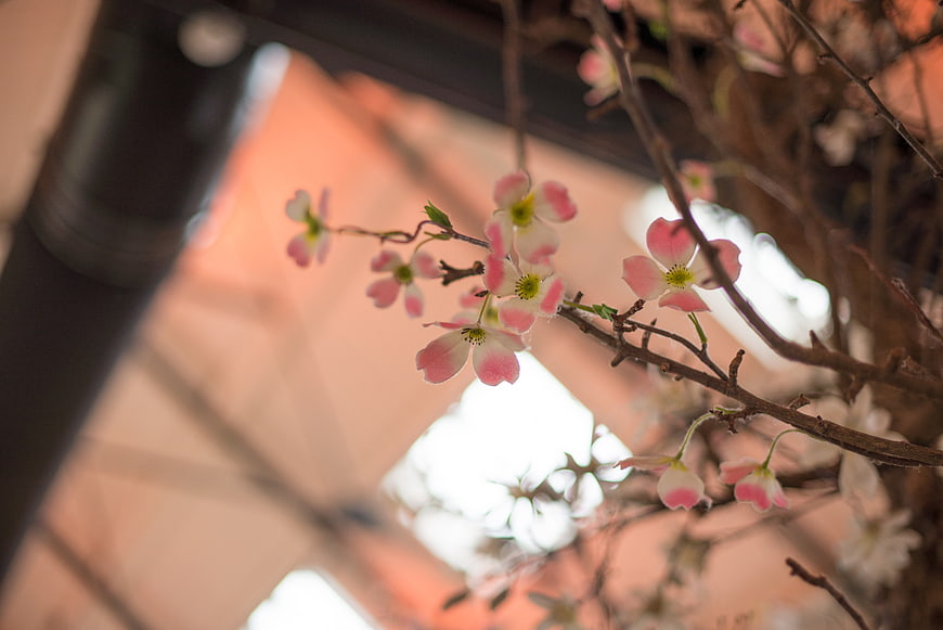 Pink and white dogwood blossoms on branches indoors