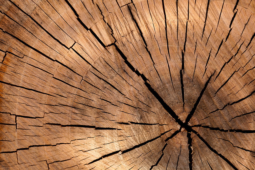 Close-up of cracked wooden tree stump cross-section texture