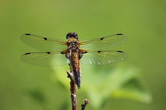 Close-up of a dragonfly perched on a twig against green background