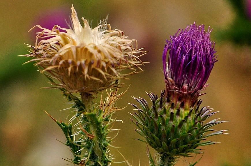 Close-up of purple and dried thistle flowers in a meadow