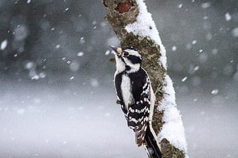 Great Spotted Woodpecker Perched on Snowy Tree Branch