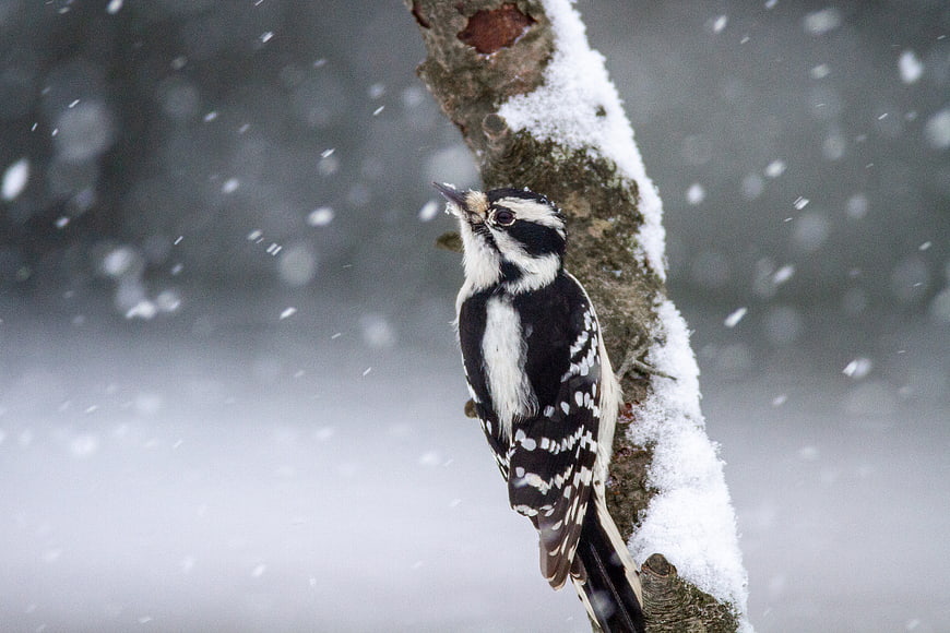 Great Spotted Woodpecker Perched on Snowy Tree Branch