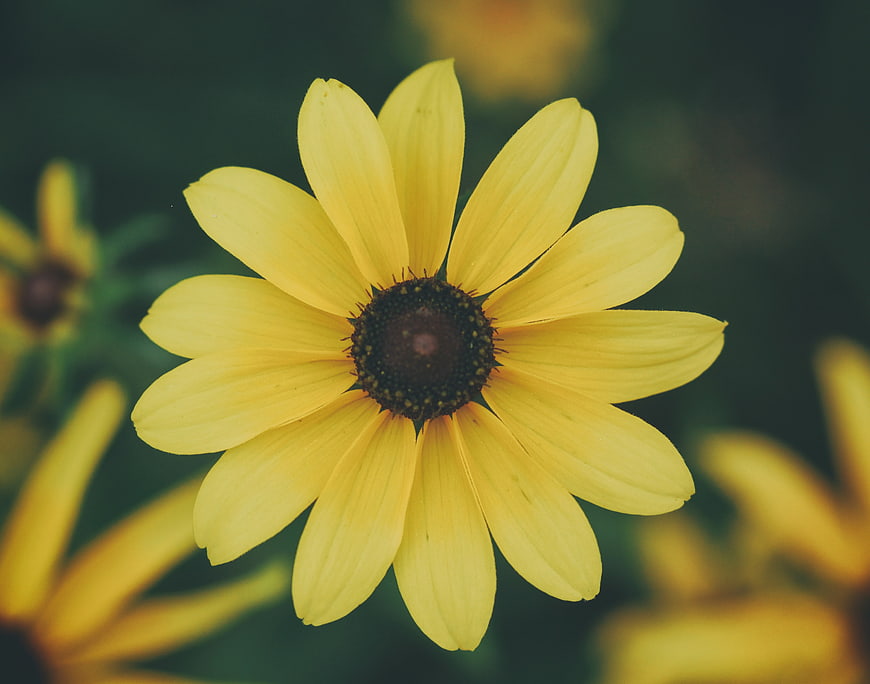 Close-up of a yellow black-eyed susan flower with blurred background