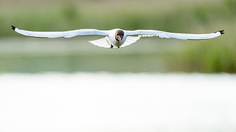 Black-headed Gull Flying Over Water with Copy Space