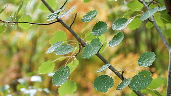Close-up of green aspen leaves with rain droplets on branch