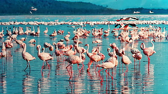 Flock of Pink Flamingos Wading in Turquoise Lake Water